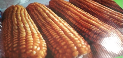 DSAM  AILEU  DISTRIBUI FINI BATAR TONELADAS 5 BA  AGRIKUTÓR  