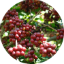 Diresaun Geral Floresta Kafe no Plantas Industriais